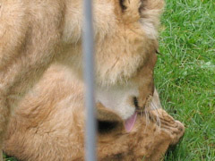 Plants: Bild 3 von 4 thumb
